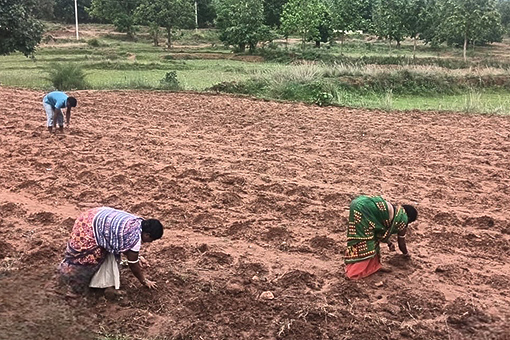 Reports from Farm